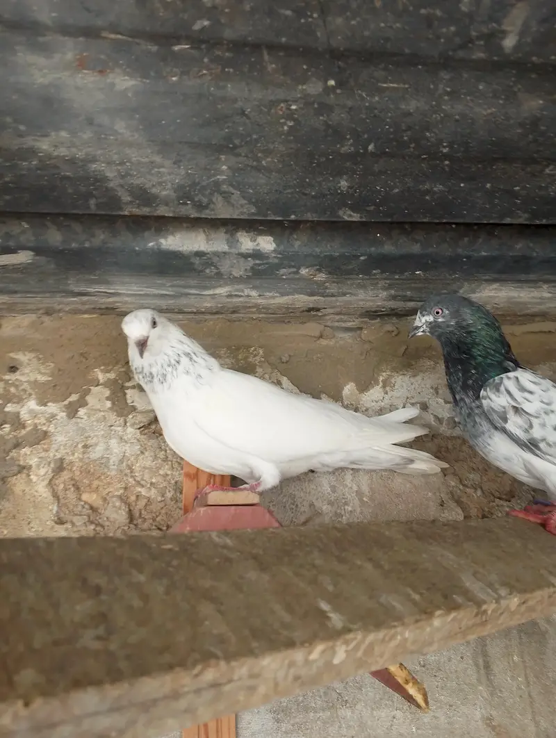 High fly peigon sale malir — photo 5