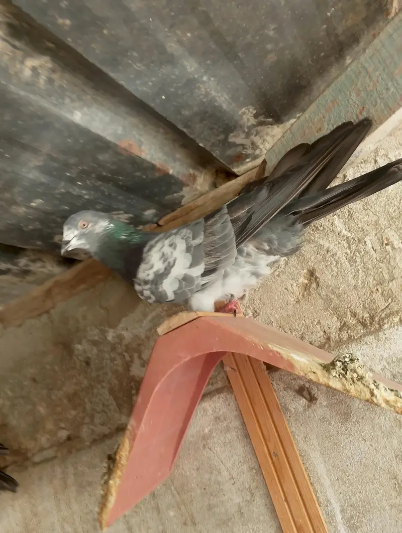 High fly peigon sale malir — photo 6