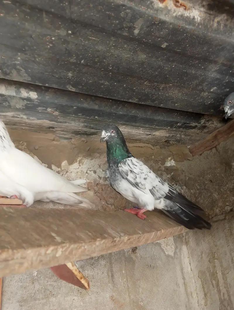 High fly peigon sale malir — photo 7