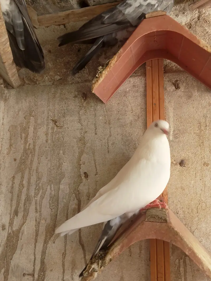 High fly peigon sale malir — photo 8