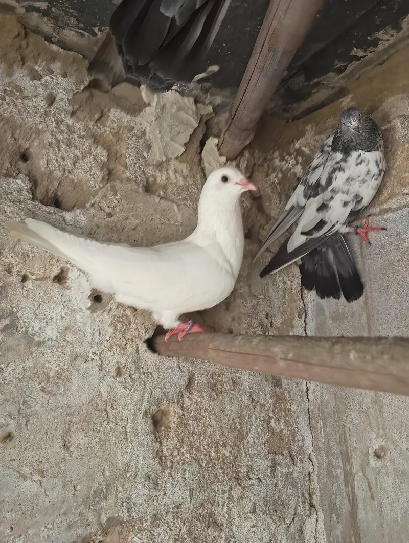 High fly peigon sale malir — photo 9