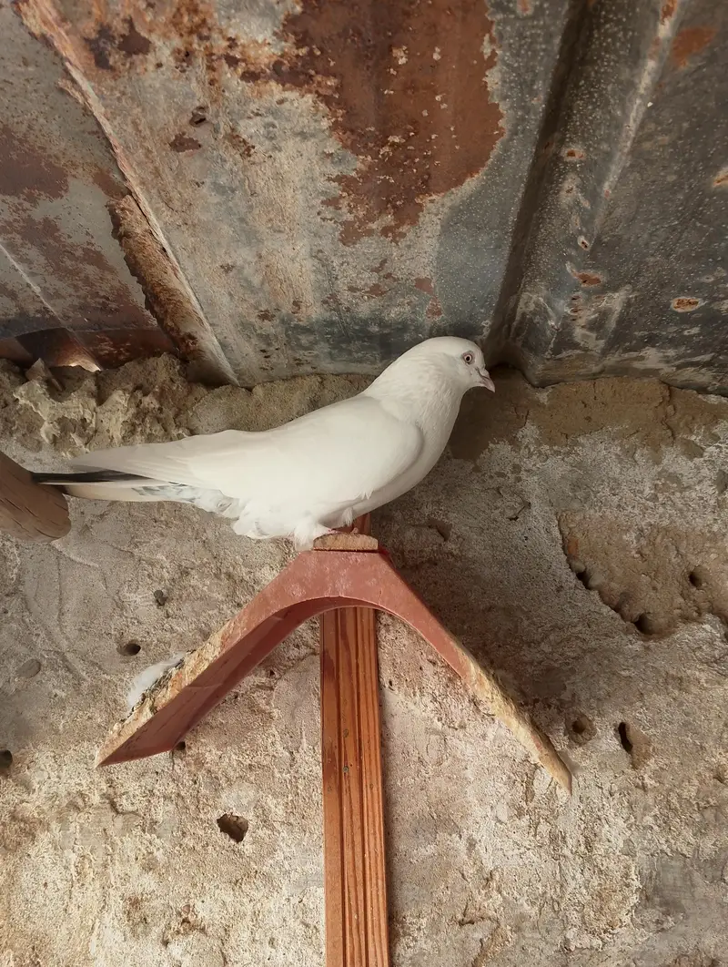High fly peigon sale malir — photo 11