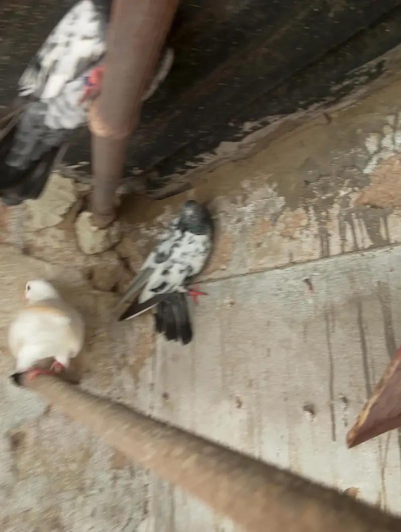 High fly peigon sale malir — photo 12