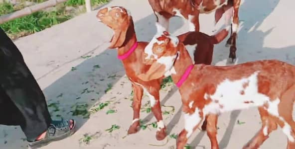 Desi Bakri For Sale __ 03066550324