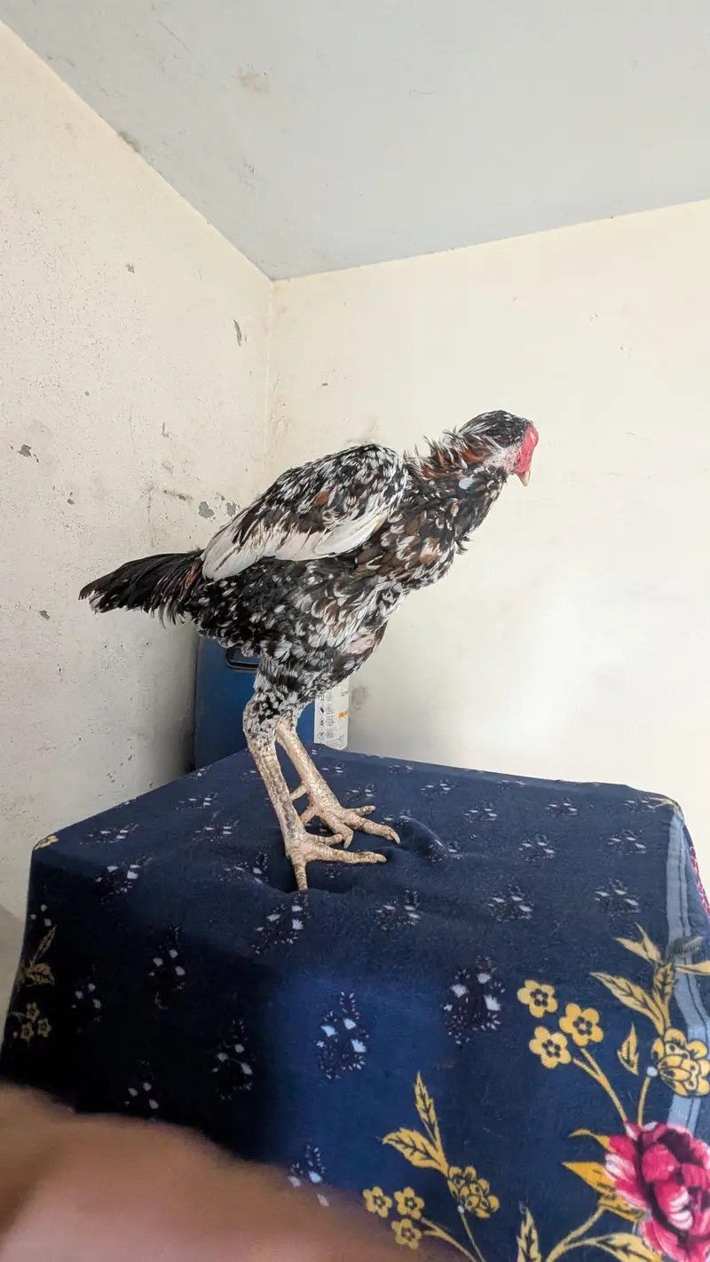 Burmi pair — photo 8
