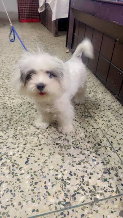 Adorable Shih Tzu Puppy Available