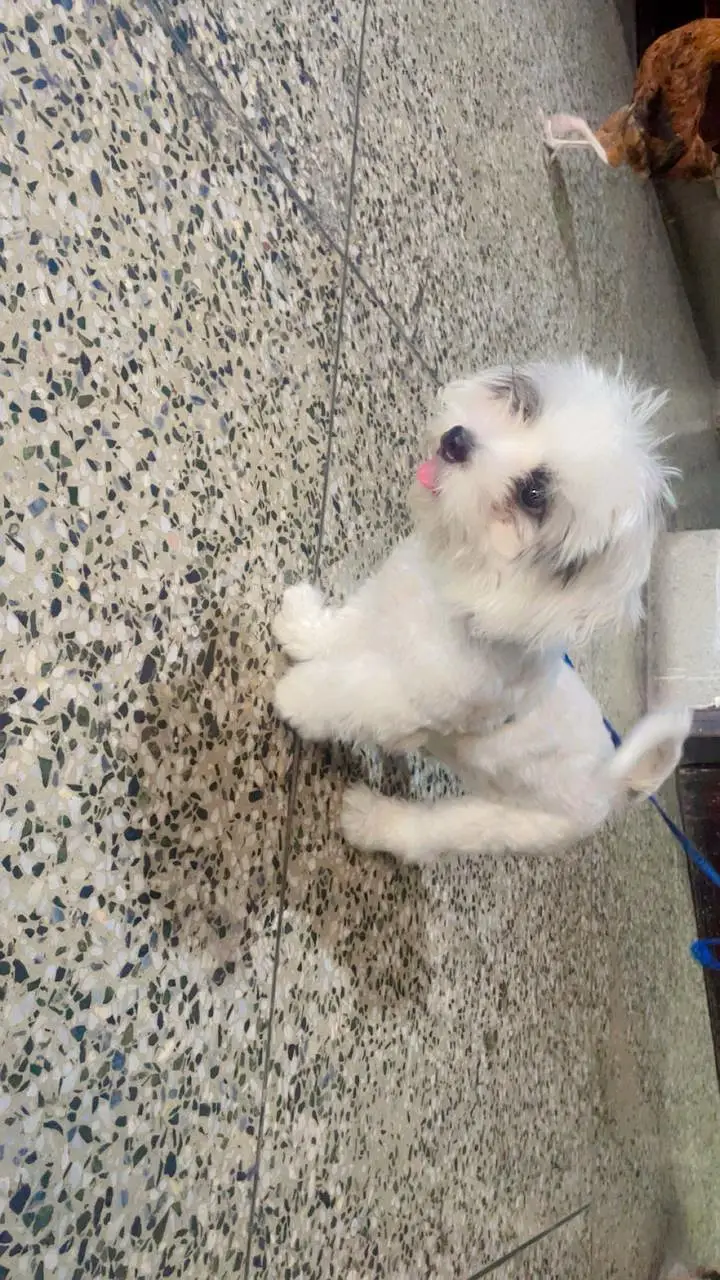 Adorable Shih Tzu Puppy Available — photo 2