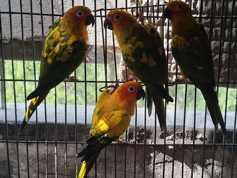 Sun Conure 0
