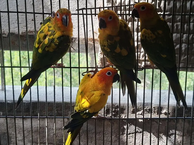 Sun Conure — photo 2
