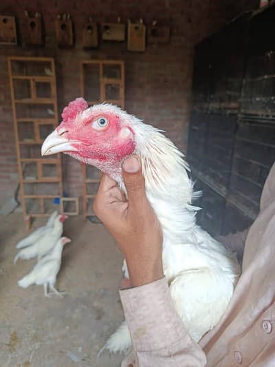 heera aseel murga mugeri