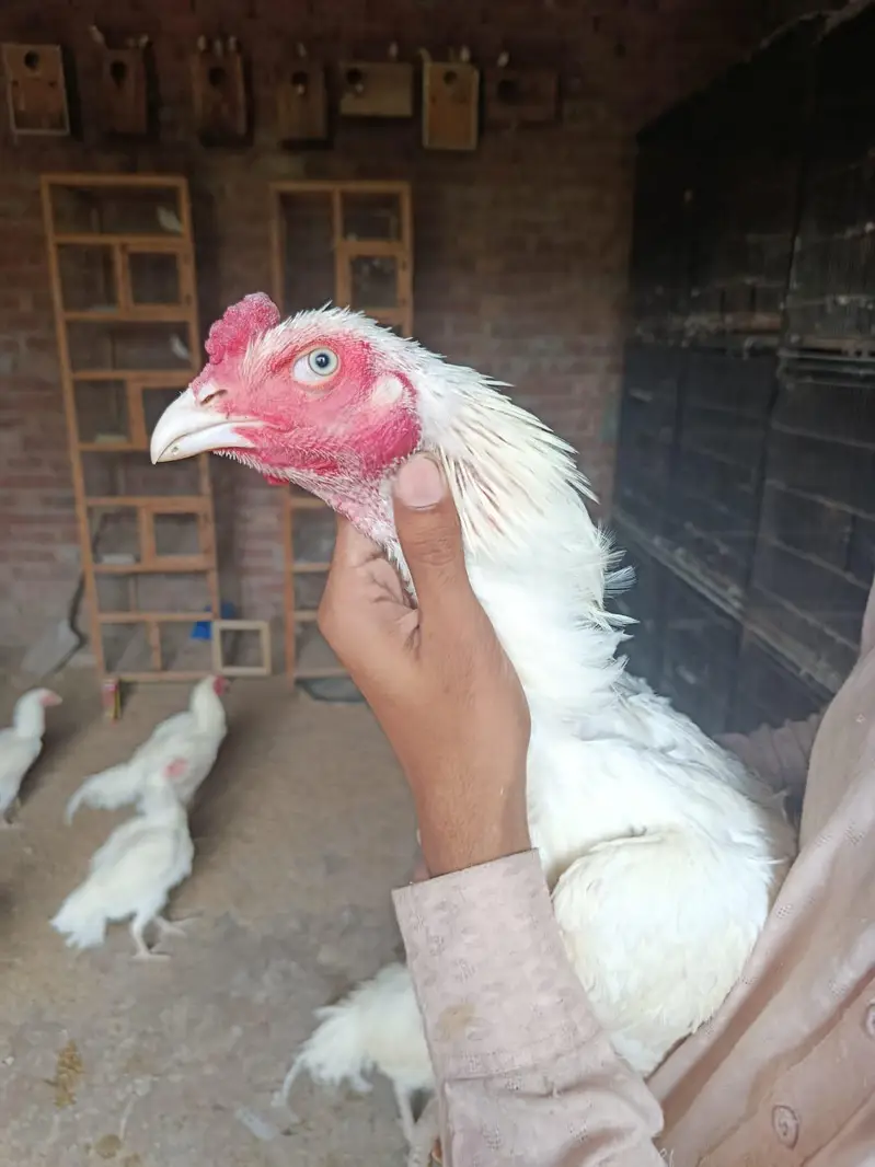 heera aseel murga mugeri — photo 2