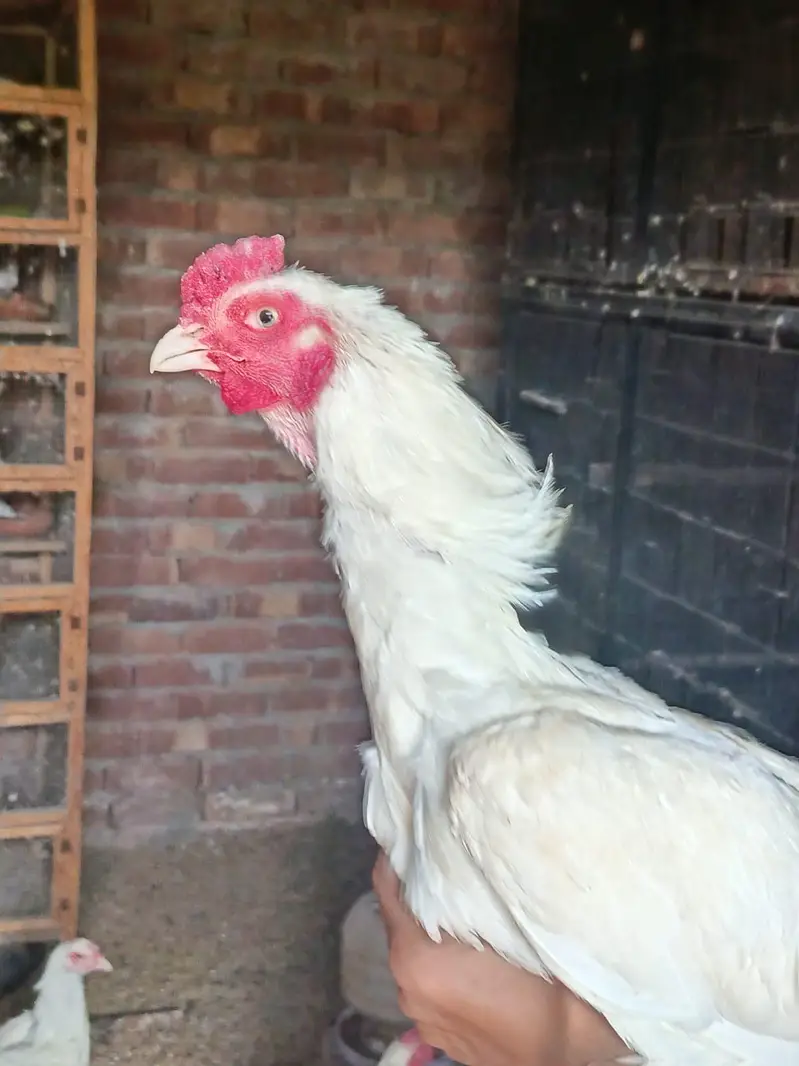 heera aseel murga mugeri — photo 3