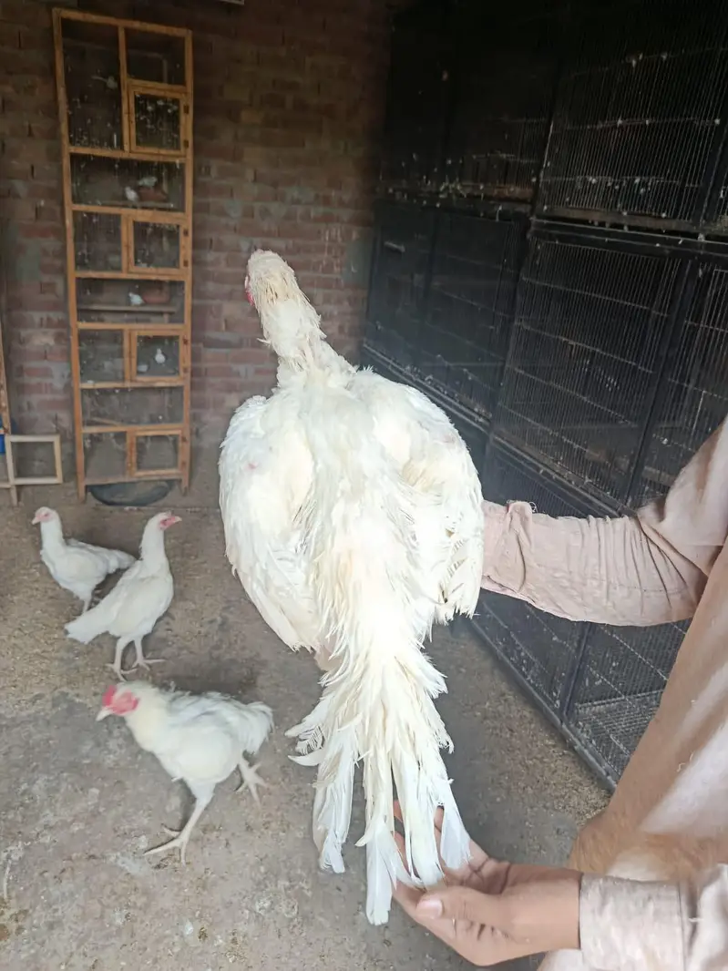 heera aseel murga mugeri — photo 4
