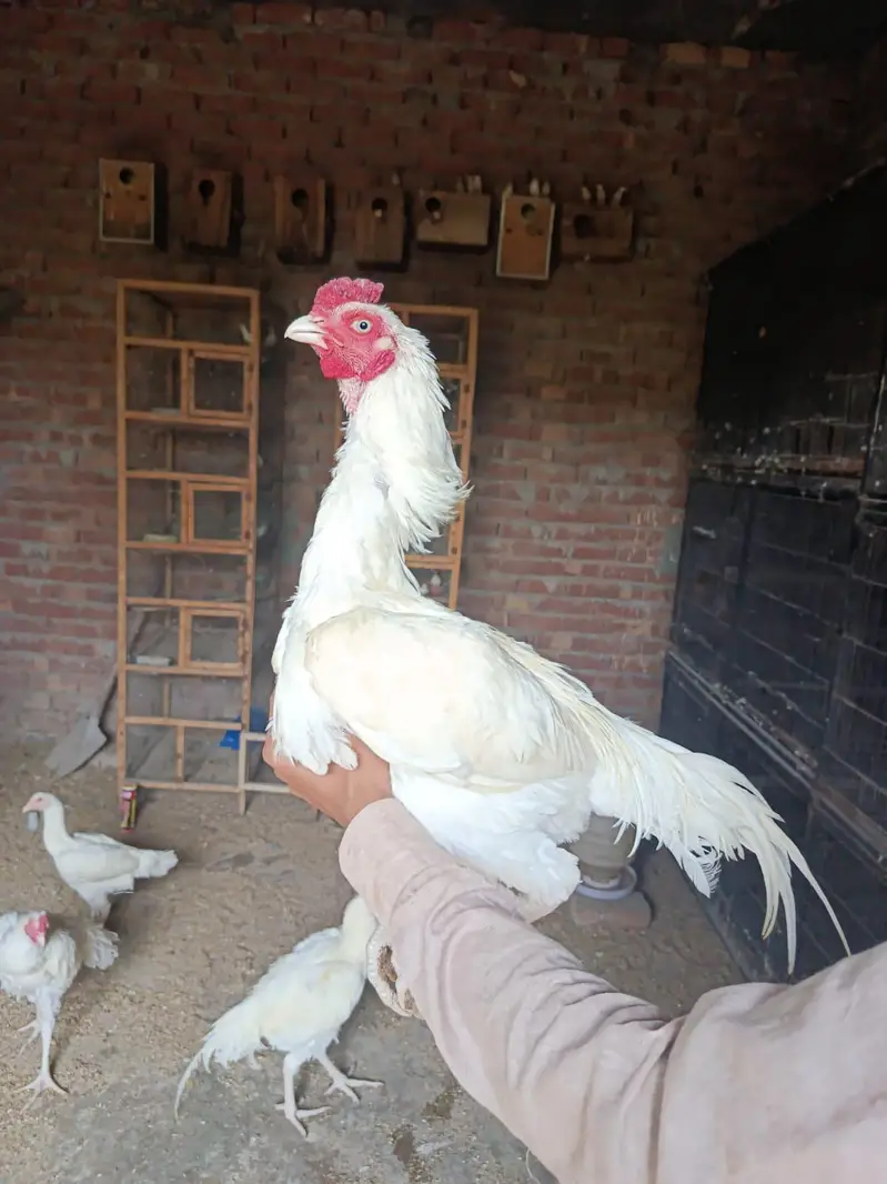 heera aseel murga mugeri — photo 5