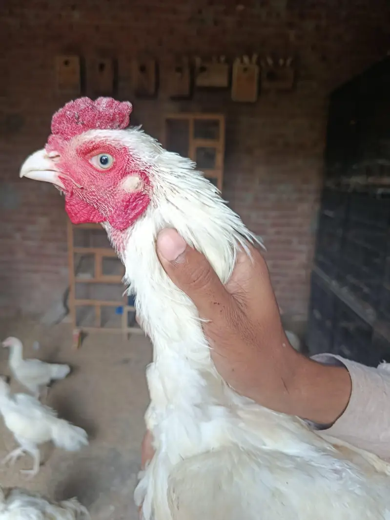 heera aseel murga mugeri — photo 6