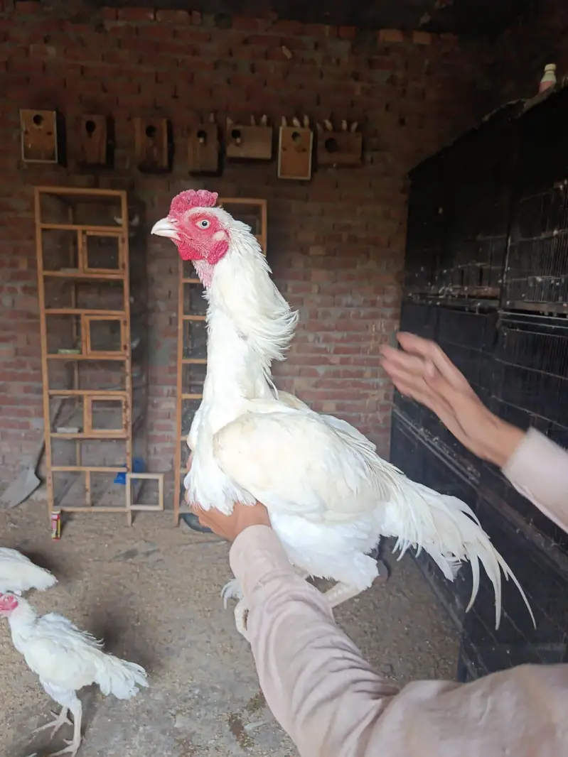 heera aseel murga mugeri — photo 7