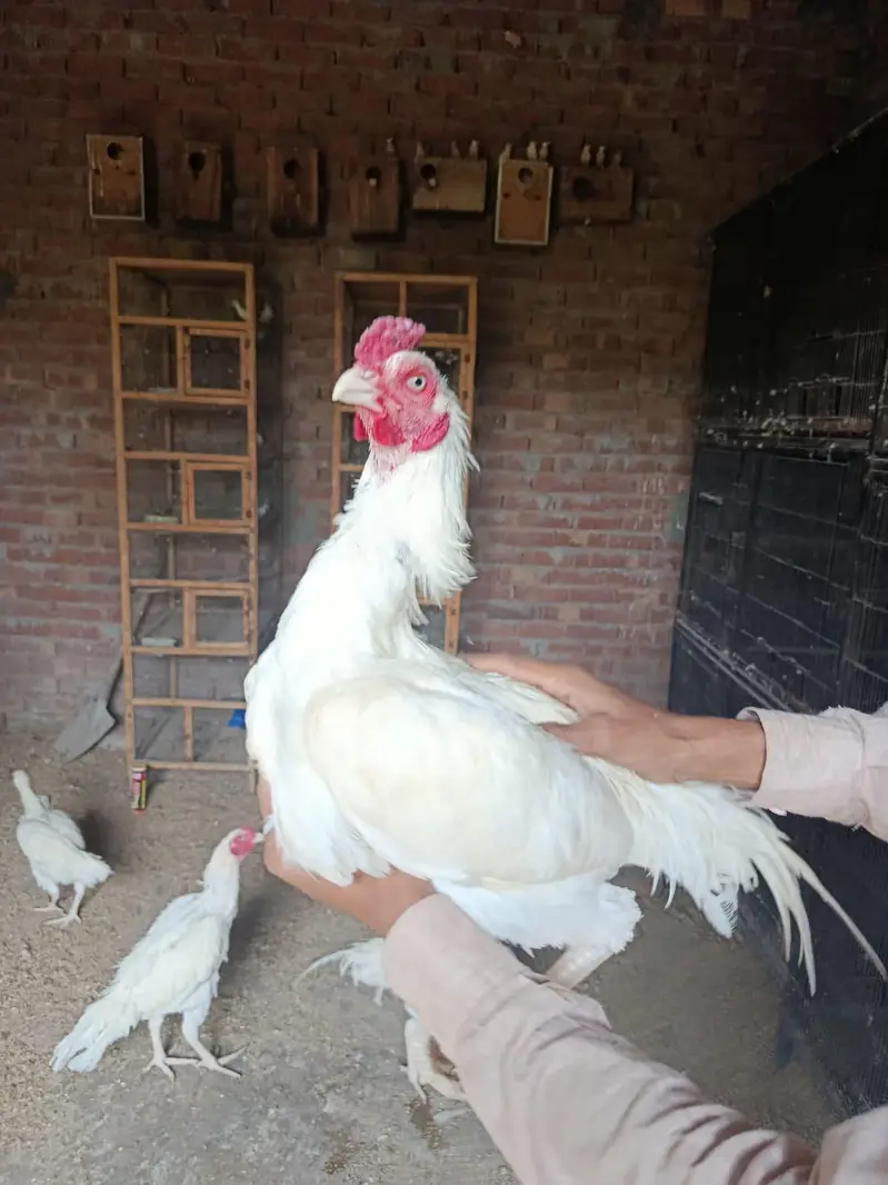 heera aseel murga mugeri — photo 8