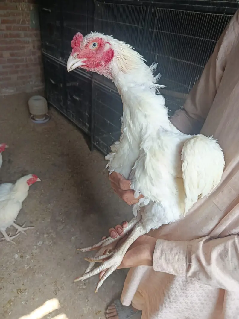 heera aseel murga mugeri — photo 9