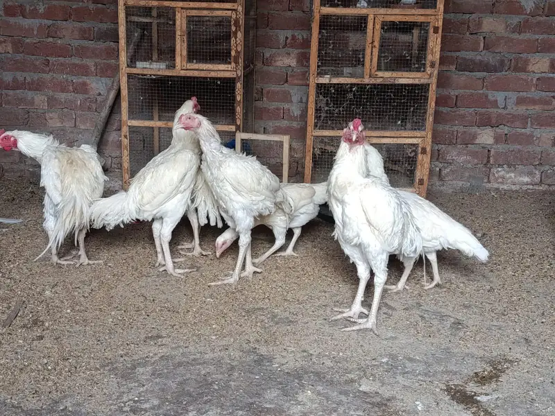 heera aseel murga mugeri — photo 10