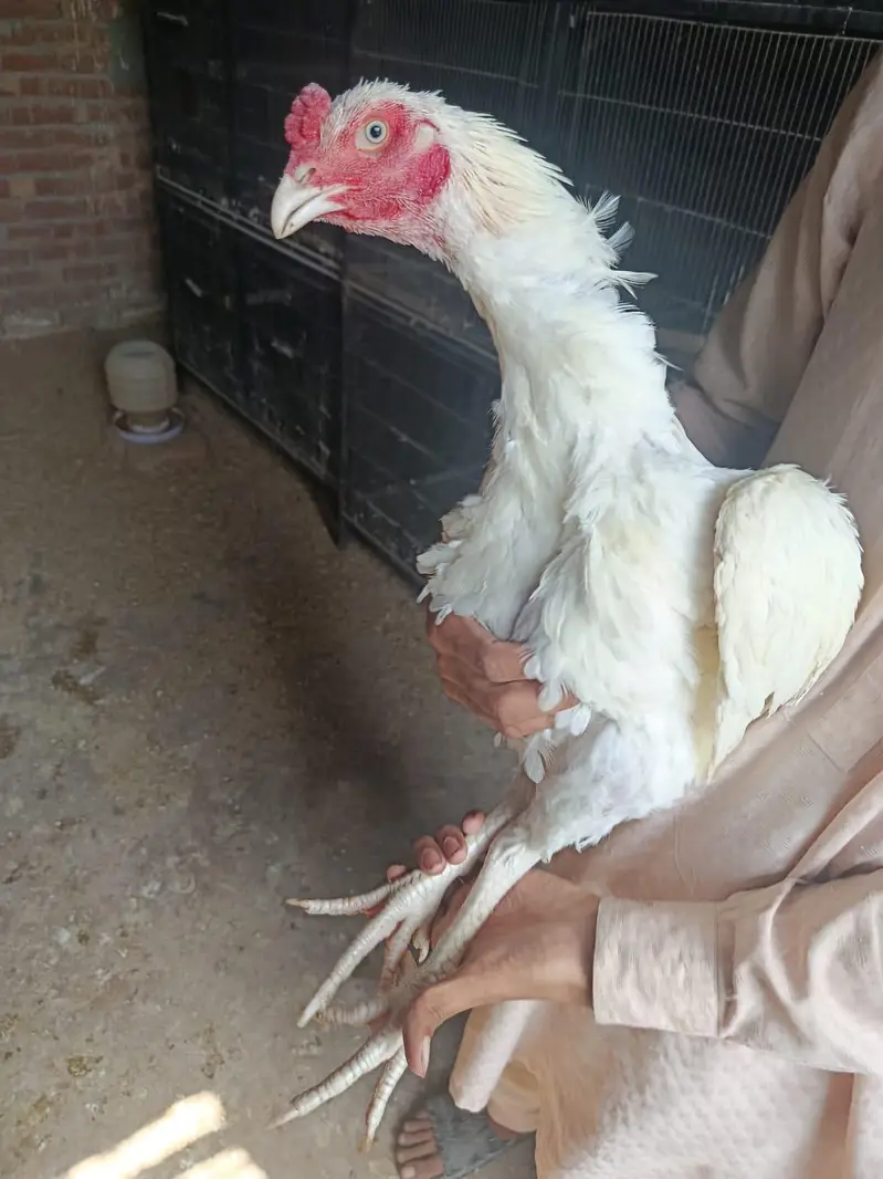 heera aseel murga mugeri — photo 11