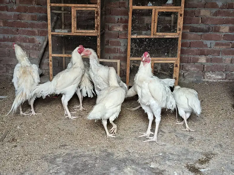 heera aseel murga mugeri — photo 12