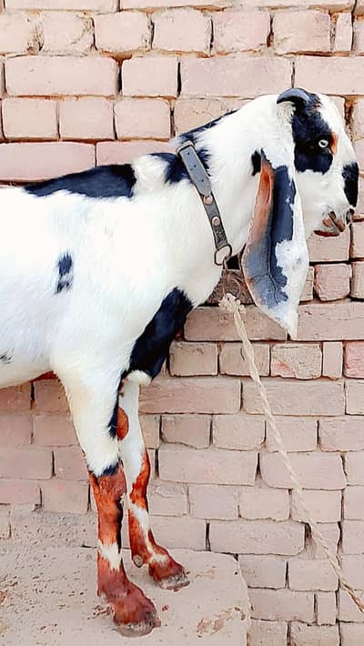 Desi Bakra 03291516329