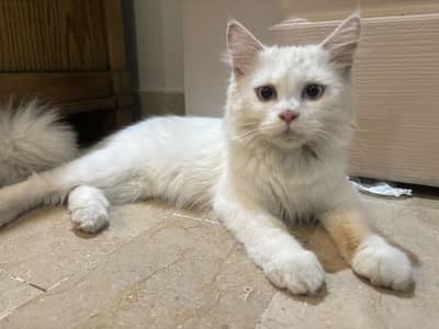 White Persian kitten