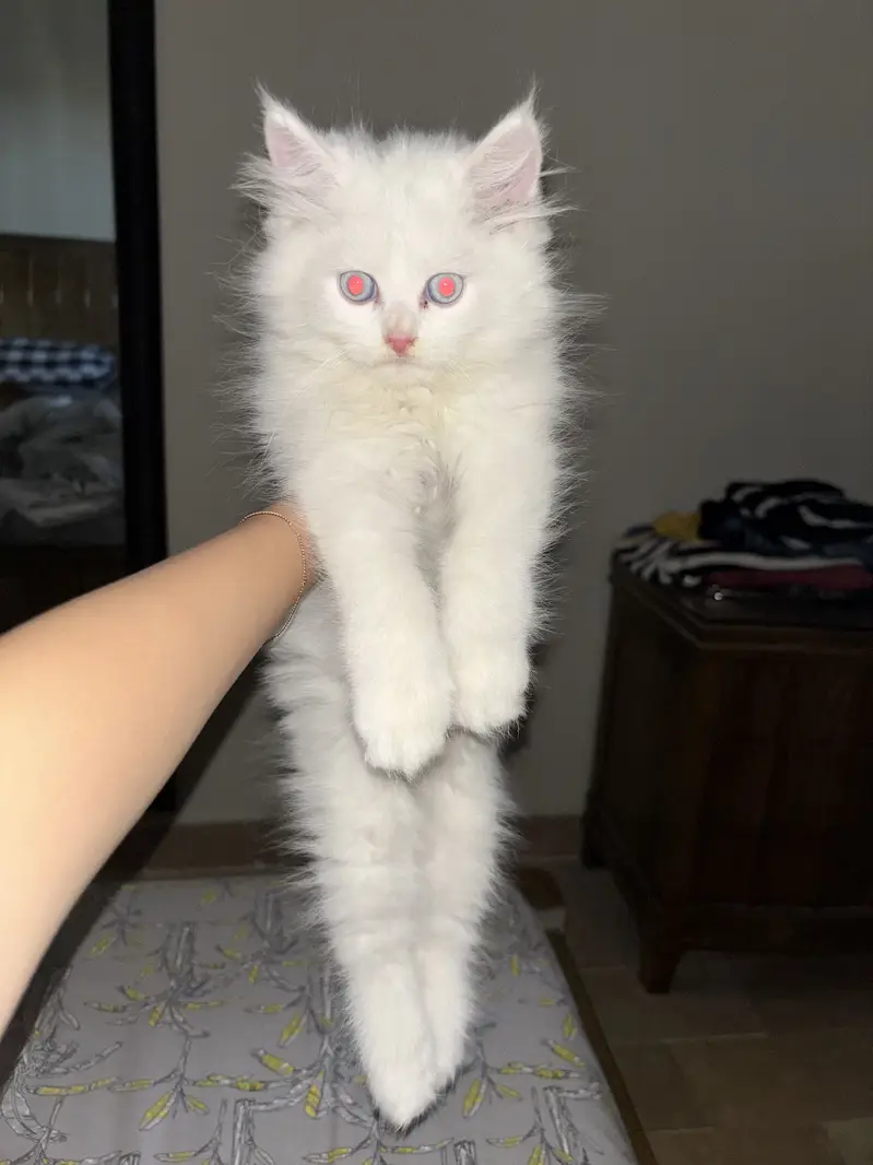 White Persian kitten — photo 2