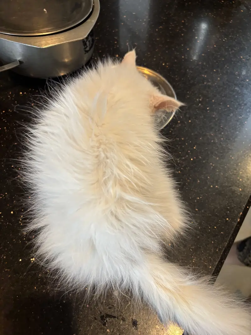 White Persian kitten — photo 3