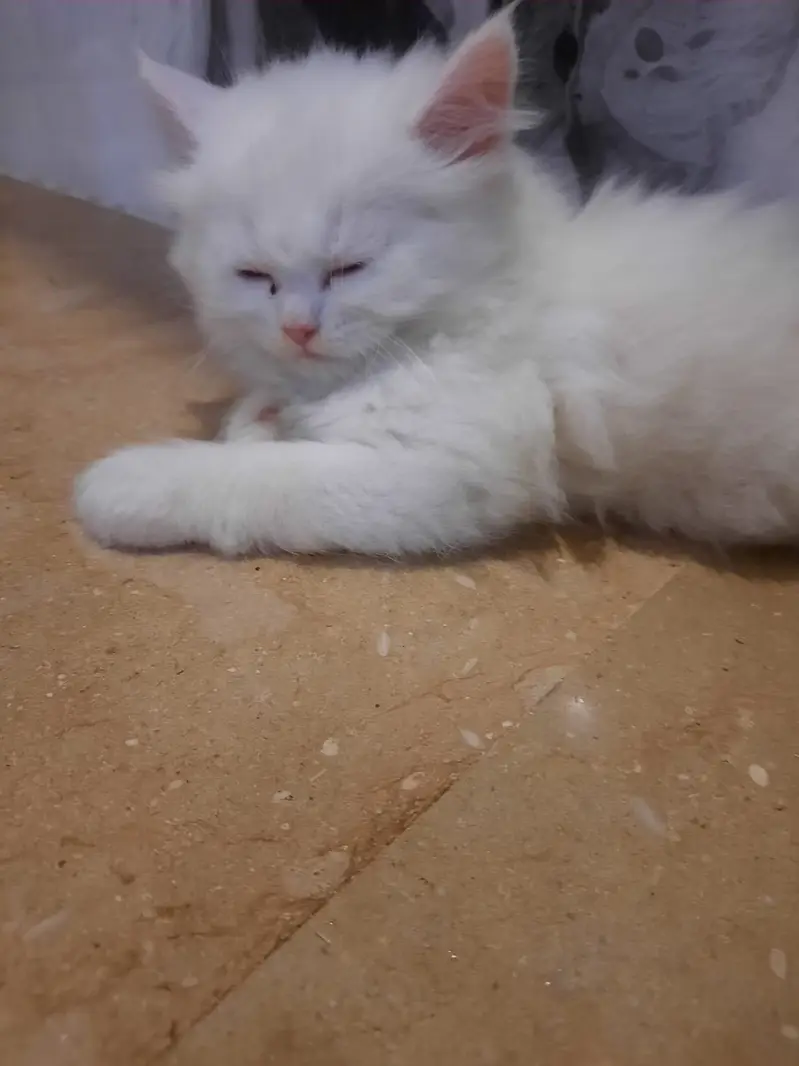 White Persian kitten — photo 4