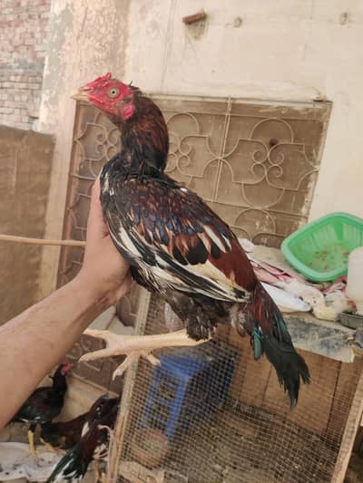 Aseel Patha