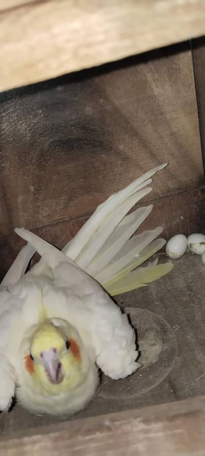 Cocktail breeder pair