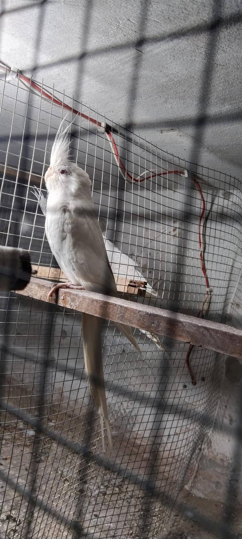 Cocktail breeder pair 1