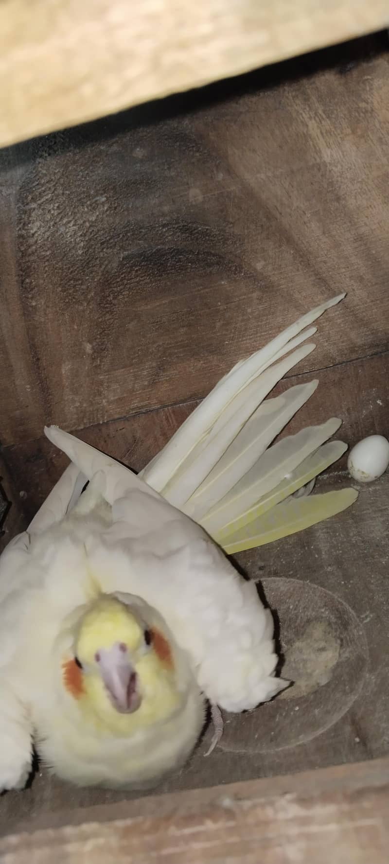 Cocktail breeder pair 3