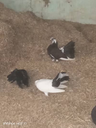 Pigeon lakky kabotar