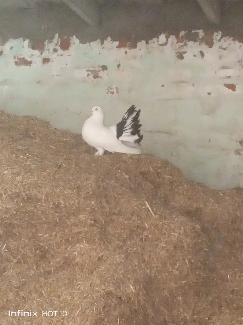 Pigeon lakky kabotar — photo 2