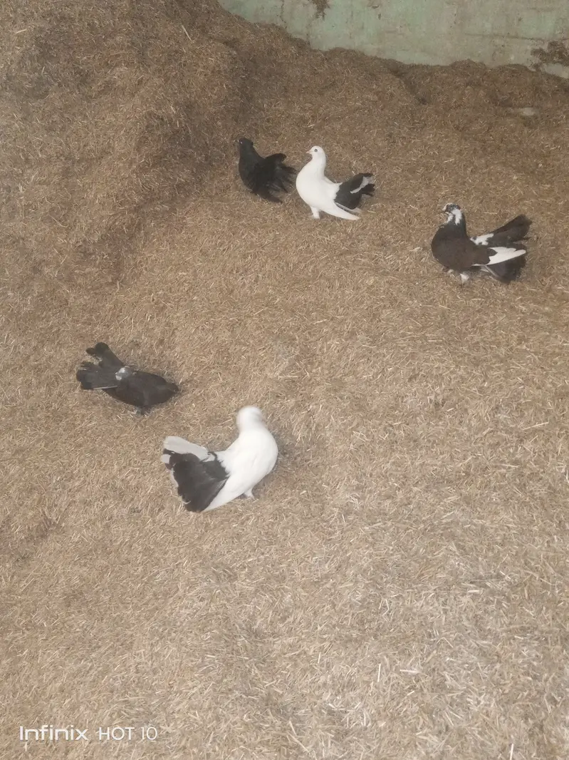 Pigeon lakky kabotar — photo 3