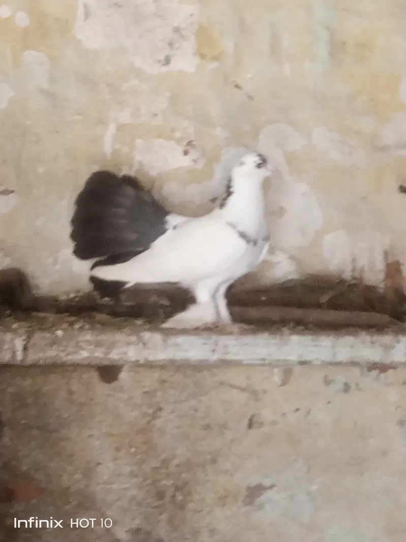 Pigeon lakky kabotar — photo 4