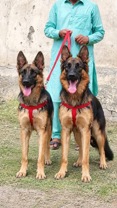 Alsatian bagiyali full security Dog available for sale