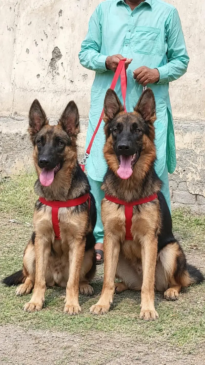 Alsatian bagiyali full security Dog available for sale — photo 2