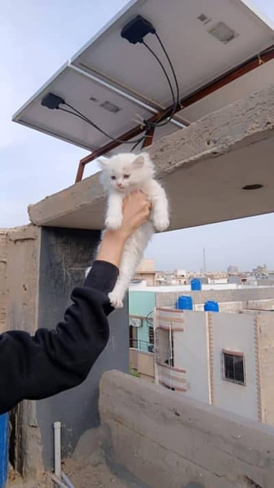 white Female kitten