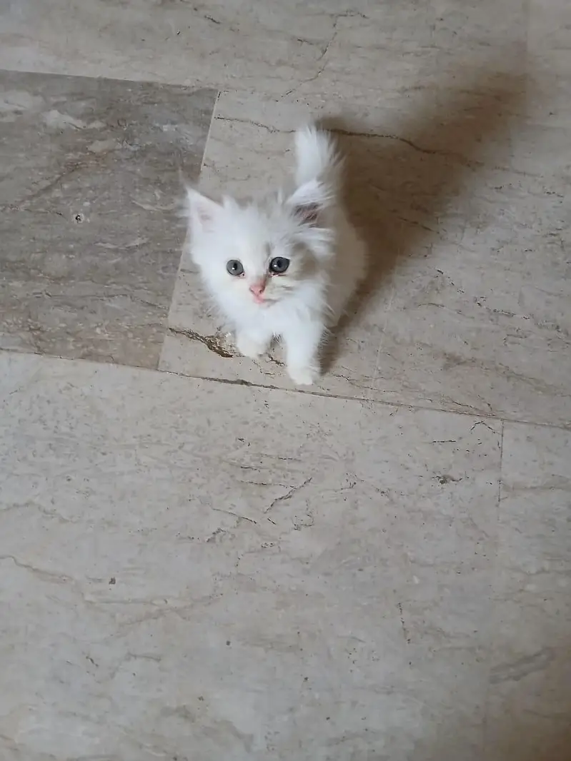 white Female kitten — photo 2