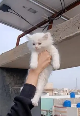 white Female kitten — photo 4