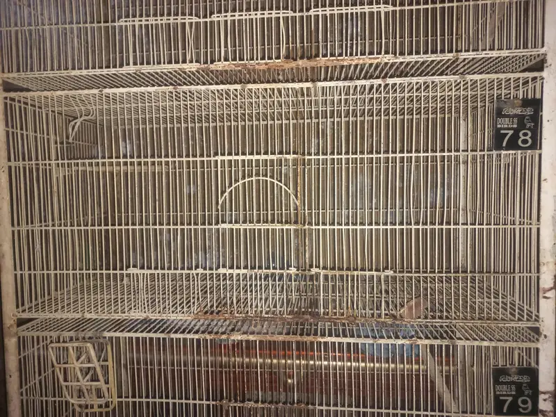 birds double cage heavy duty 5 stories 2cages in less price — photo 3