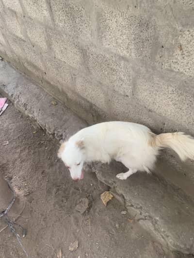 Female dog