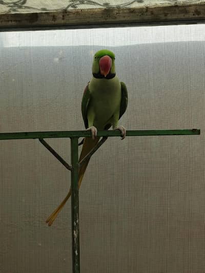 Kashmiri RAW Alexandarine