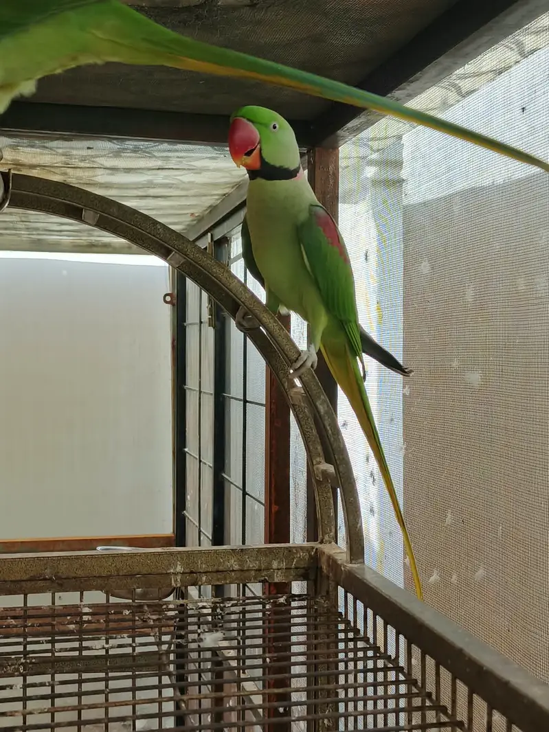 Kashmiri RAW Alexandarine — photo 2