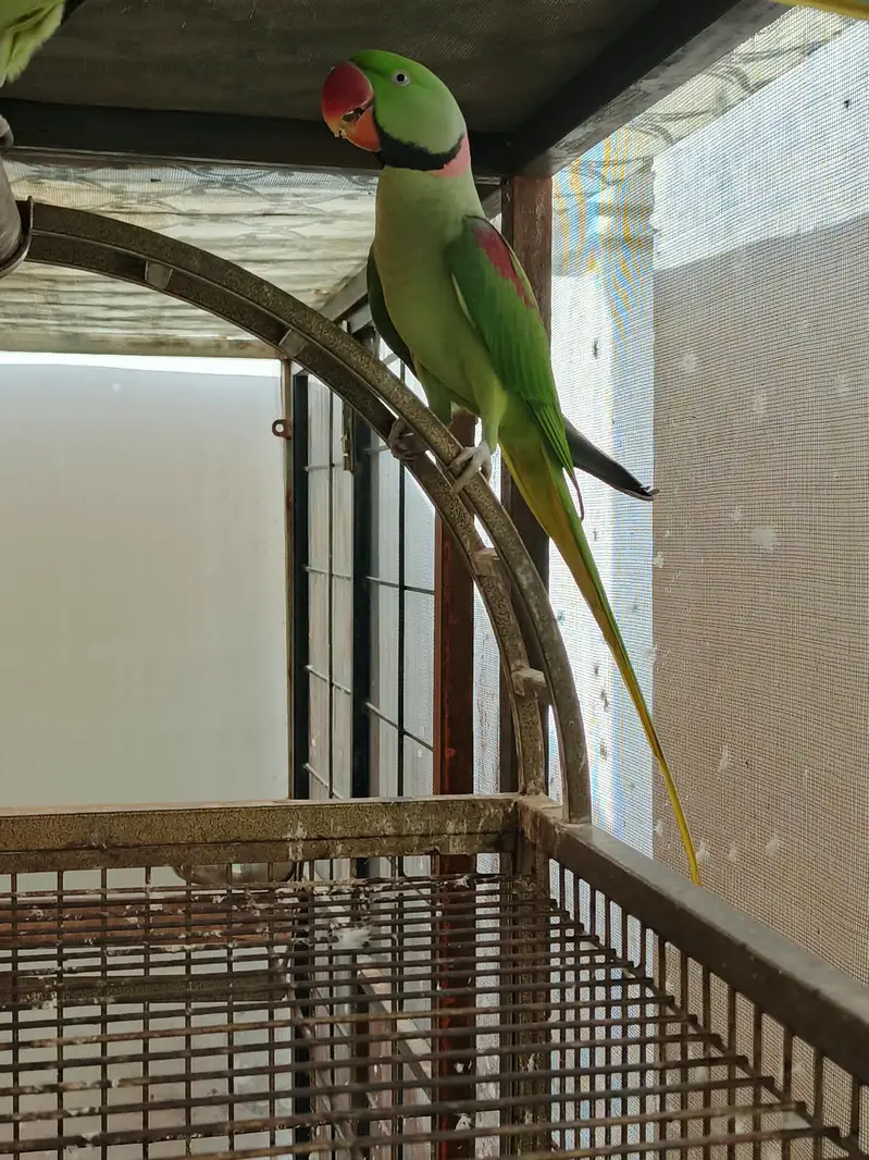 Kashmiri RAW Alexandarine — photo 3