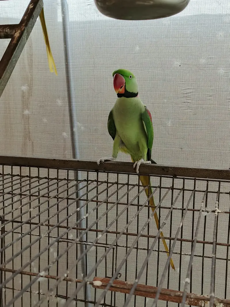 Kashmiri RAW Alexandarine — photo 4
