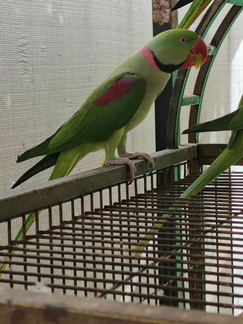 Kashmiri RAW Alexandarine — photo 6